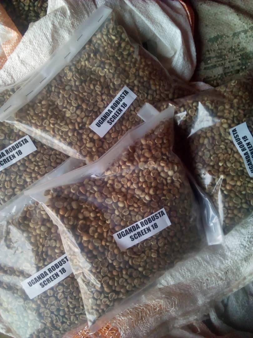 Robusta Coffee Screen